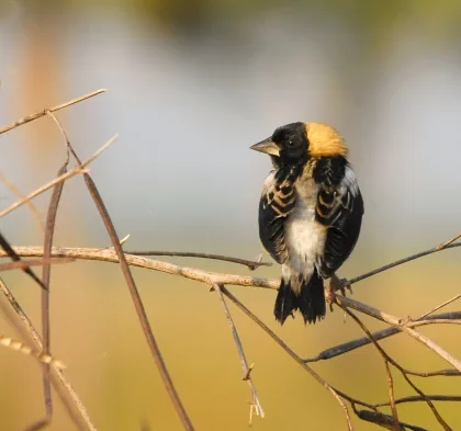 A little Bobolink, its head turned left, sits on a twiggy branch