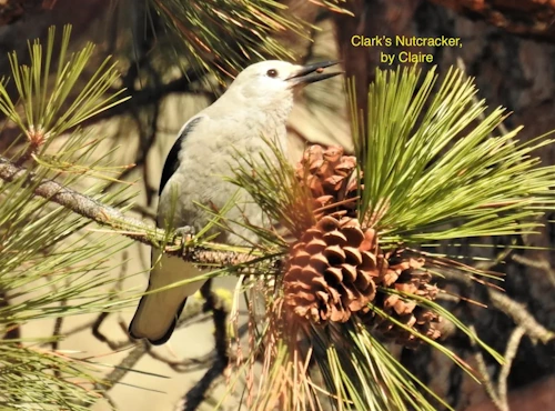 Clark's Nutcracker bird sitting on a pine tree branch near some pinecones. Photo credit: North Okanagan Naturalist Club.