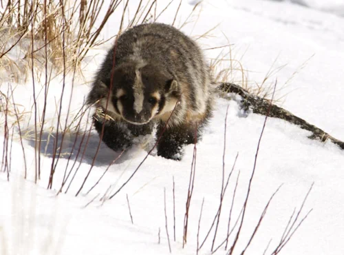 A badger walking through a snowy field with some dried grass and brush poking up.