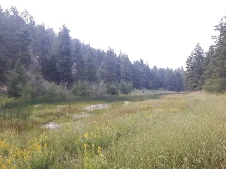 A forested slope descends to an Okanagan wetland area. 